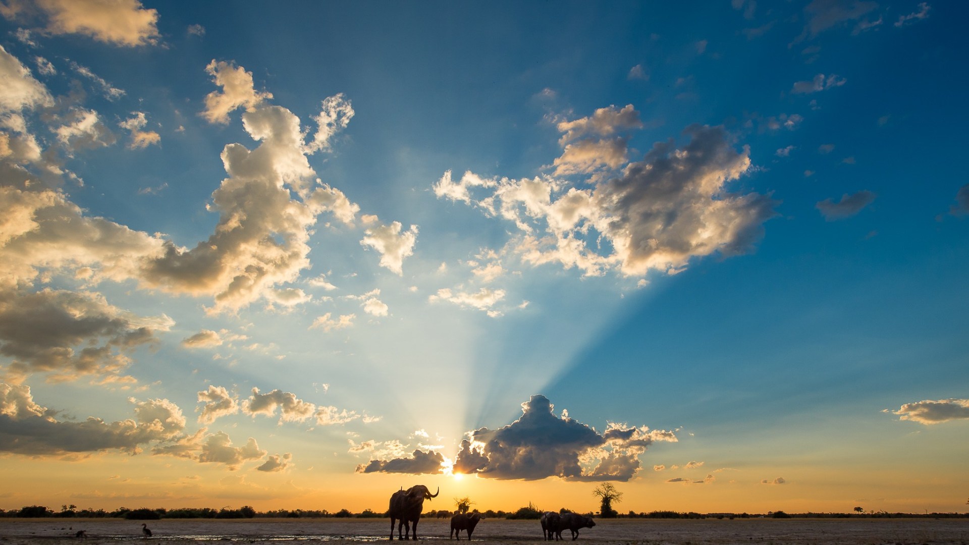 Camping-Safari im wilden Botswana